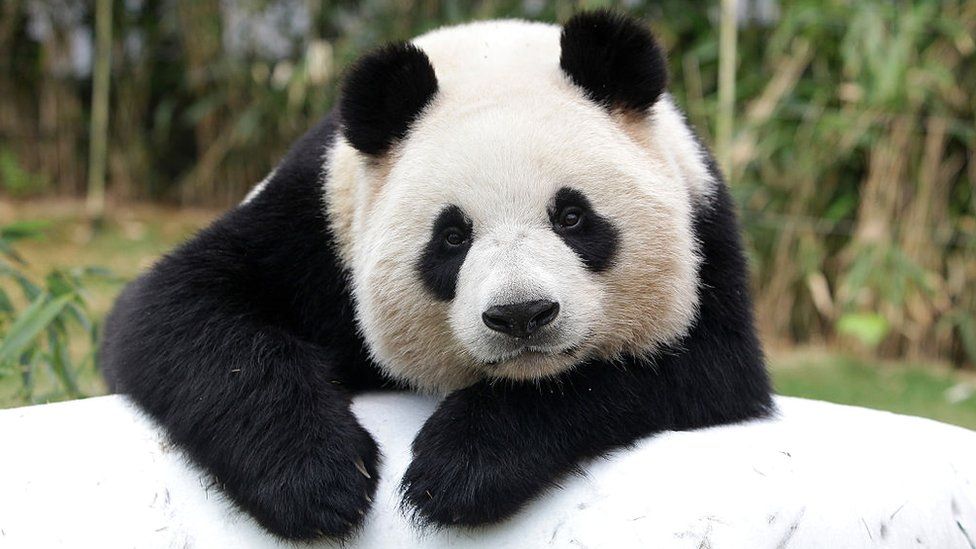 CH 12 Días Visita China Pandas